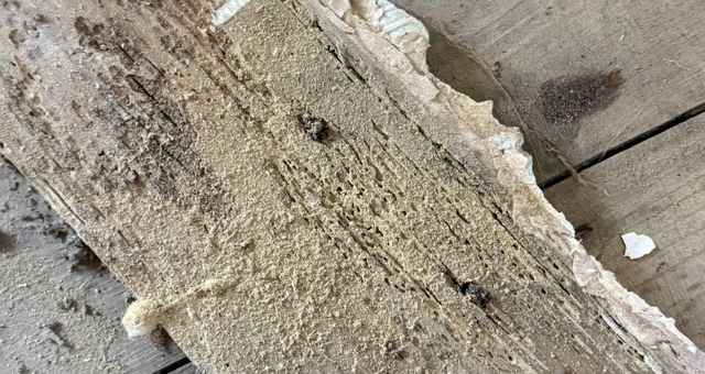 Woodboring Weevil will infest damp or decaying timber. Removing the source of moisture will eradicate the infestation. 
