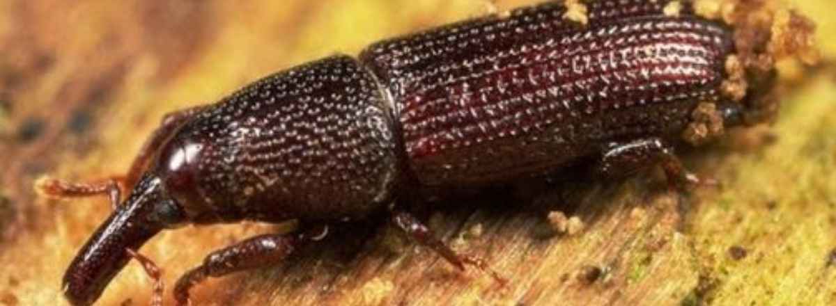 Woodboring Weevil