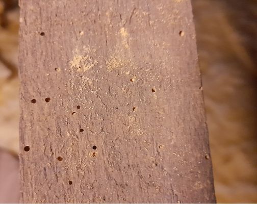 Round woodworm exit holes in structural timber, a key sign of an active beetle infestation