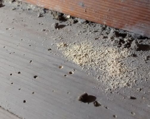 Bore dust or woodworm frass beneath timber holes, indicating active wood boring beetle activity