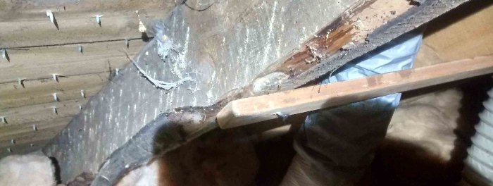woodworm