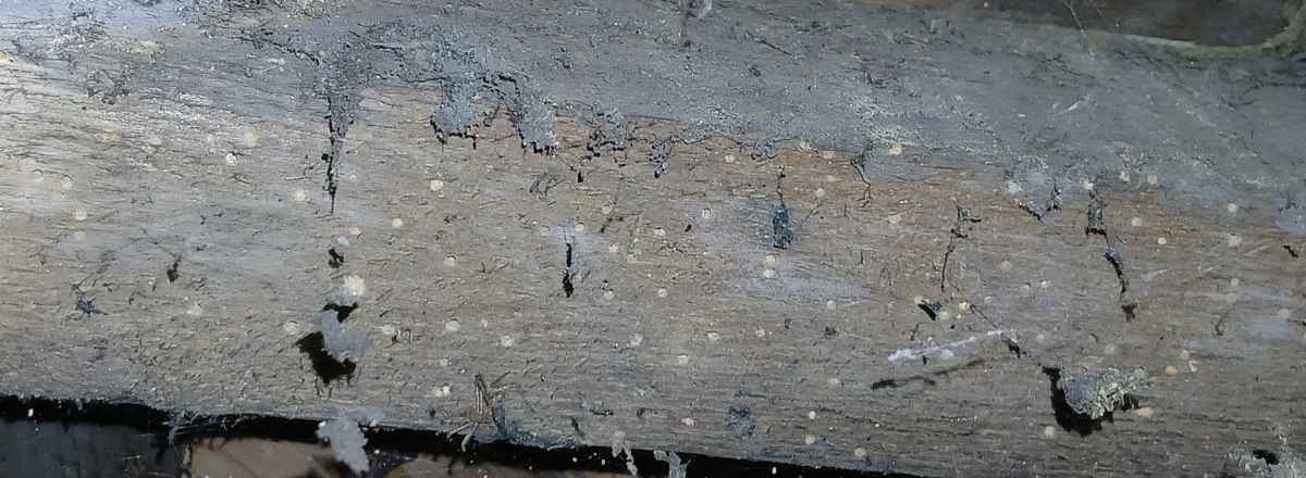 Woodworm caused wood damage