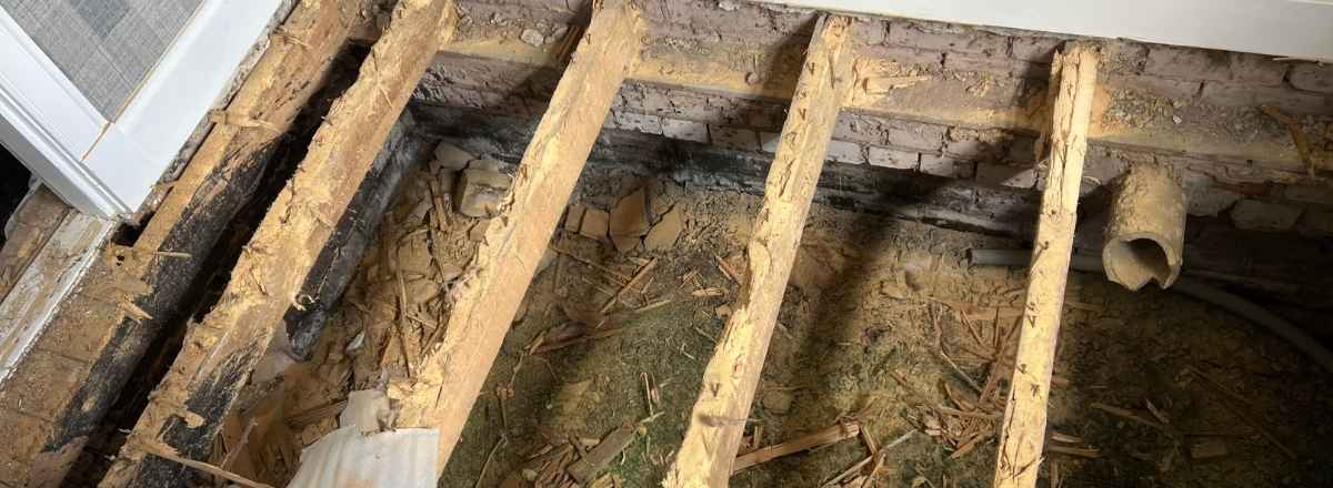 woodworm joists