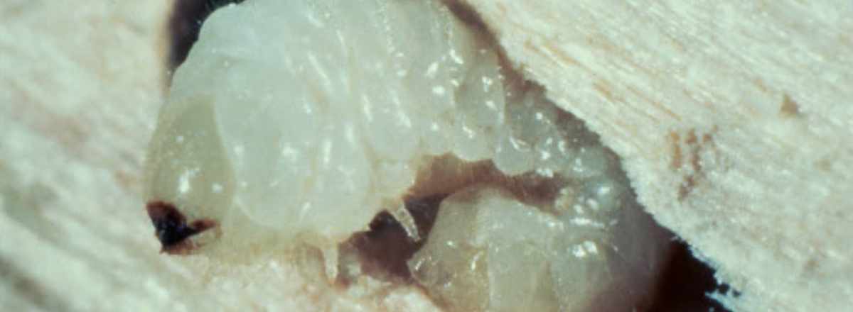 woodworm larvae