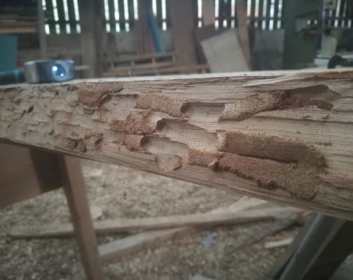 Internal tunnels and galleries exposed within a cut timber beam damaged by woodworm larvae