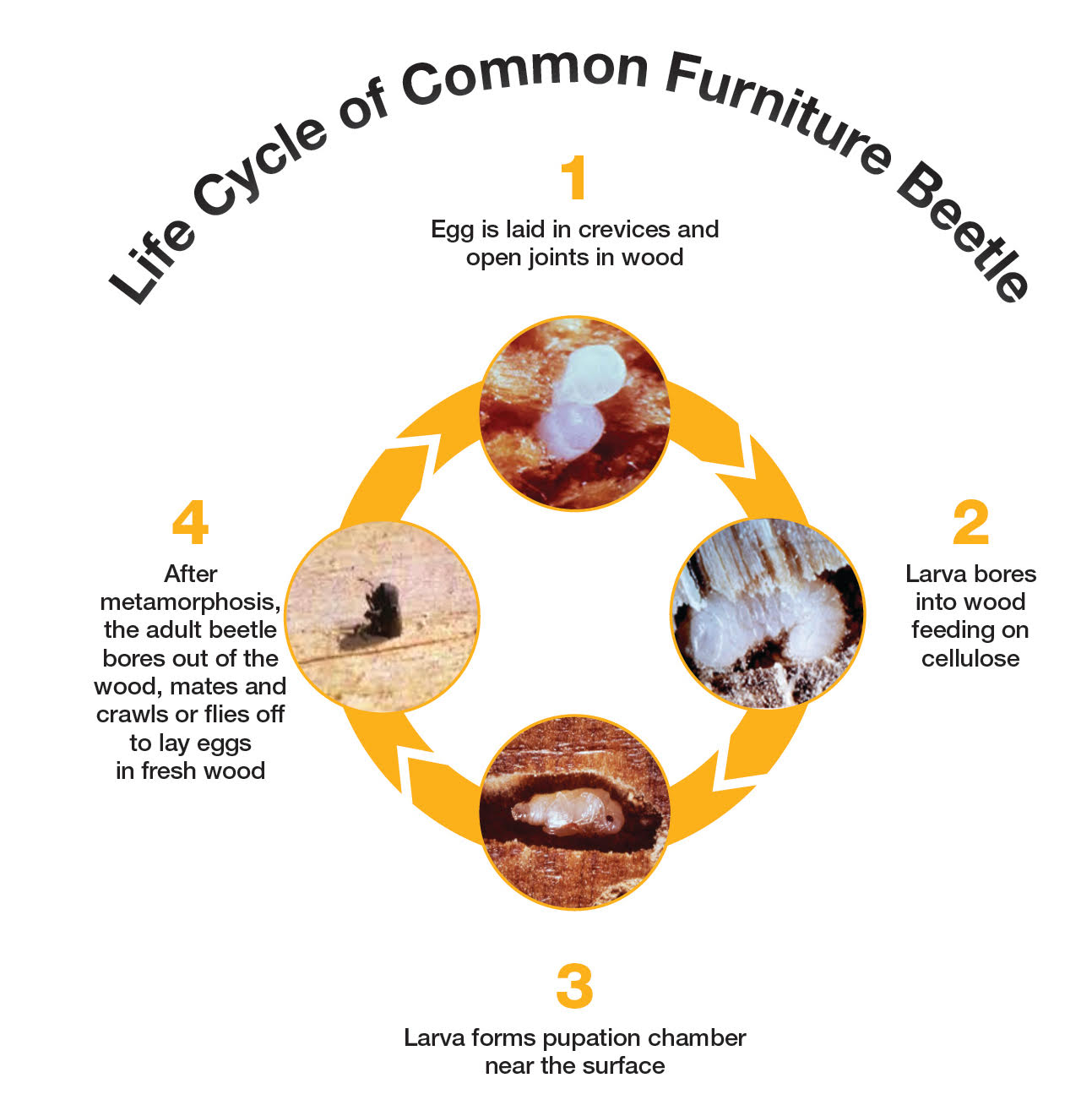 Diagram of the woodworm life cycle from egg to wood boring beetle larvae and adult