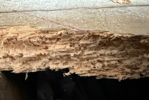 wood with rough, uneven edges and visible layers, showing significant damage from tunnelling woodworm. Fine wood dust and fibers are scattered across the worn surface.