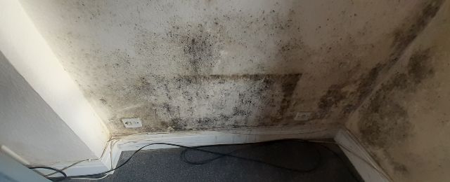 Condensation and Mould 2