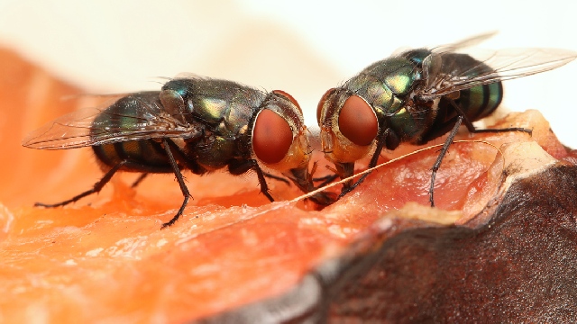 2 flies feeding on raw fish spreading germs closeup