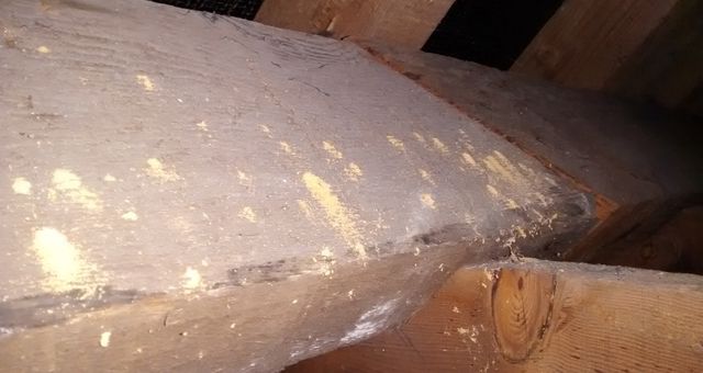 Fine sawdust known as frass is a common sign that a woodworm infestation is active