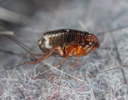 Adult flea in carpet fibres close up