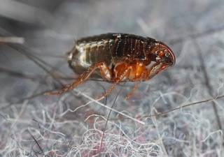 adult fleas 5% of population in a property