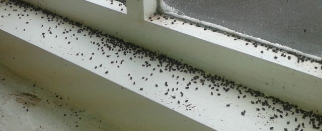 Ash Barker Beetles