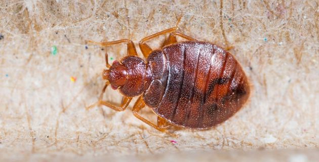 Live bed bug on a bed