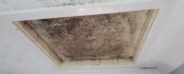 black mould found on ceiling
