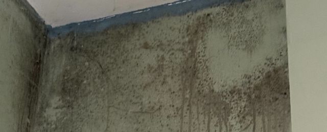 black mould growth on interior walls