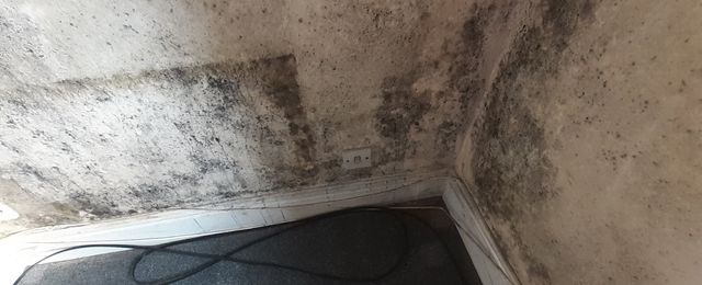 severe black mould problem
