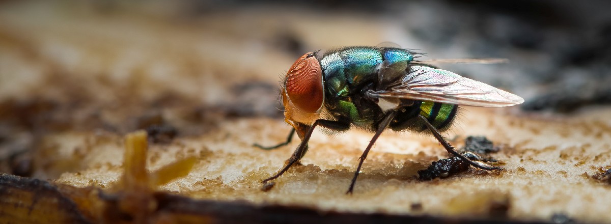 Bluebottle spreading germs on toast closeup