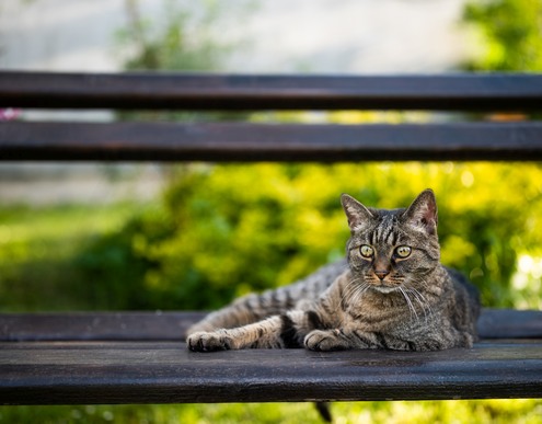 cat with fleas resting on a park bench potentialy leaving adult fleas or flea eggs to hitchhike on others clothes