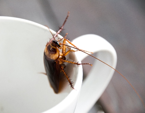 Cockroach inside white tea cup closeup