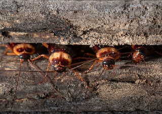 roaches-hiding-between-wood-plank-gap