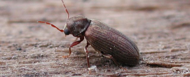 The common furniture beetle woodboring beetle