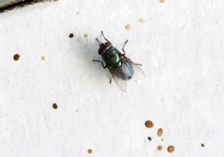 House fly on white surface with dark pinhead spots of excreta