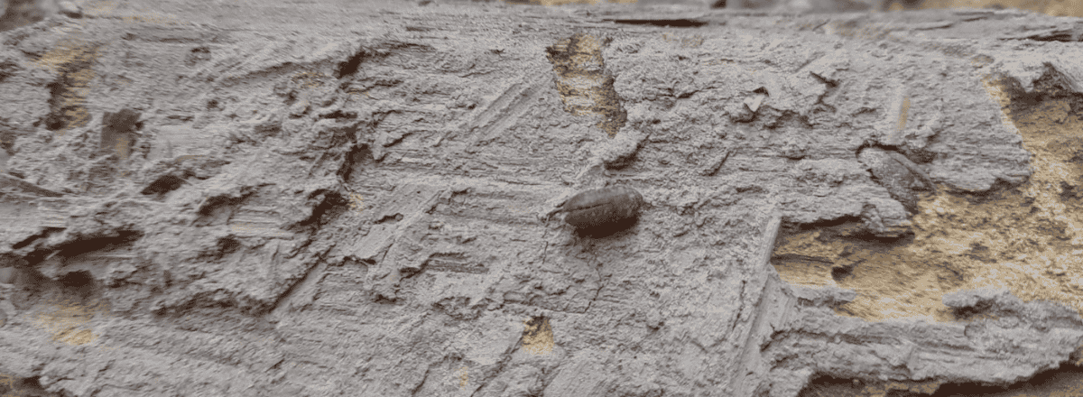 Death Watch Beetle