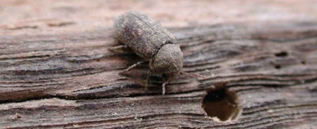 Deathwatch Beetle on timber