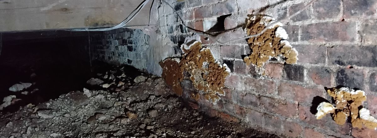 Dry rot specialists