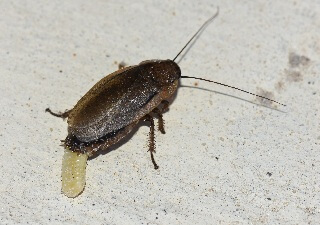 female-cockroach-laying-oothecae-egg-case