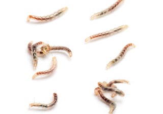 flea larvae 35% of population in a property