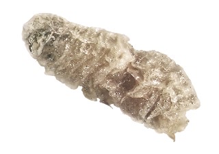 flea pupa or cocoon 10% of population in a property