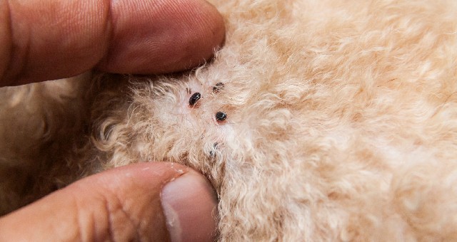 fleas attached tpet dogs fur close up
