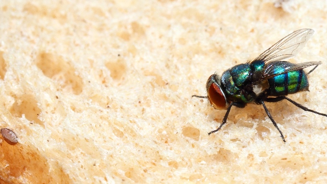 A fly feeding on a slice of bread spreading harmful germs closup