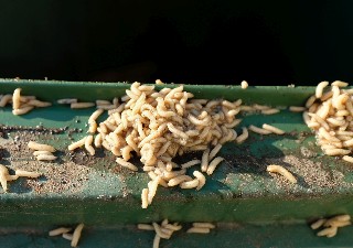 Fly maggots emerging from ltop of green bin