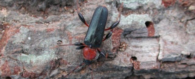 Forest Longhorn Beetles