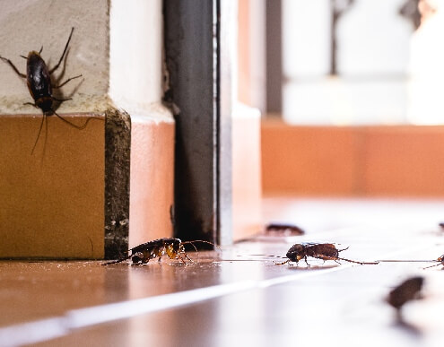 Cockroaches feeding on kitchen floor