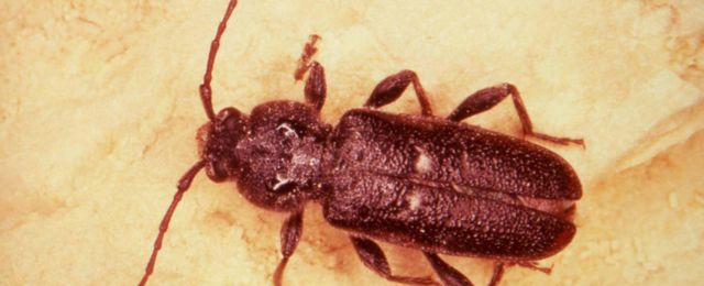 The house longhorn beetle