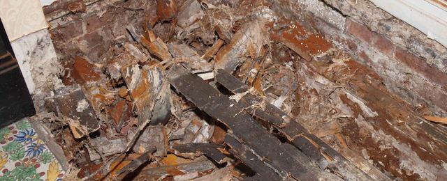 Untreated Dry Rot