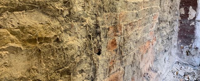 Dry rot mycelium