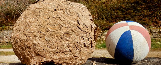 large autumn hornet nest nest to beachball