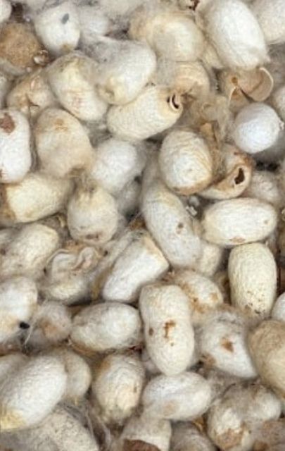 Moths larvae