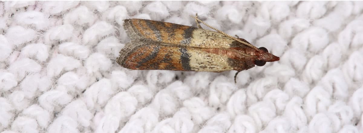 How to Get Rid of Moths Hero Image