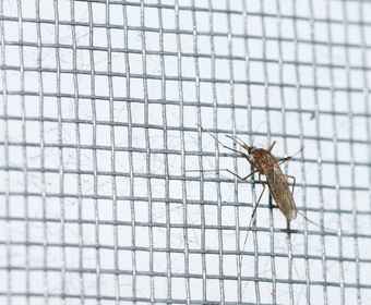 mosquitoes entering indoor spaces