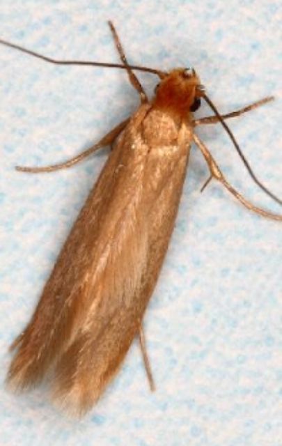 Moth