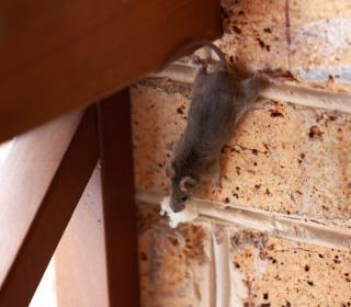 Mouse In Attic
