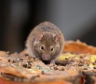 Mouse With Food
