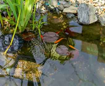 Covering outdoor water storage with secure lids and introducing fish, such as goldfish, into garden ponds