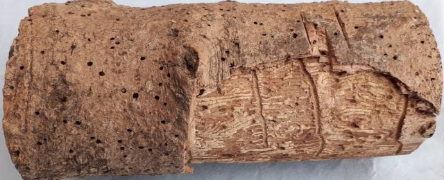 Damage caused by the Ash Bark Beetle, tunnelling and exit holes